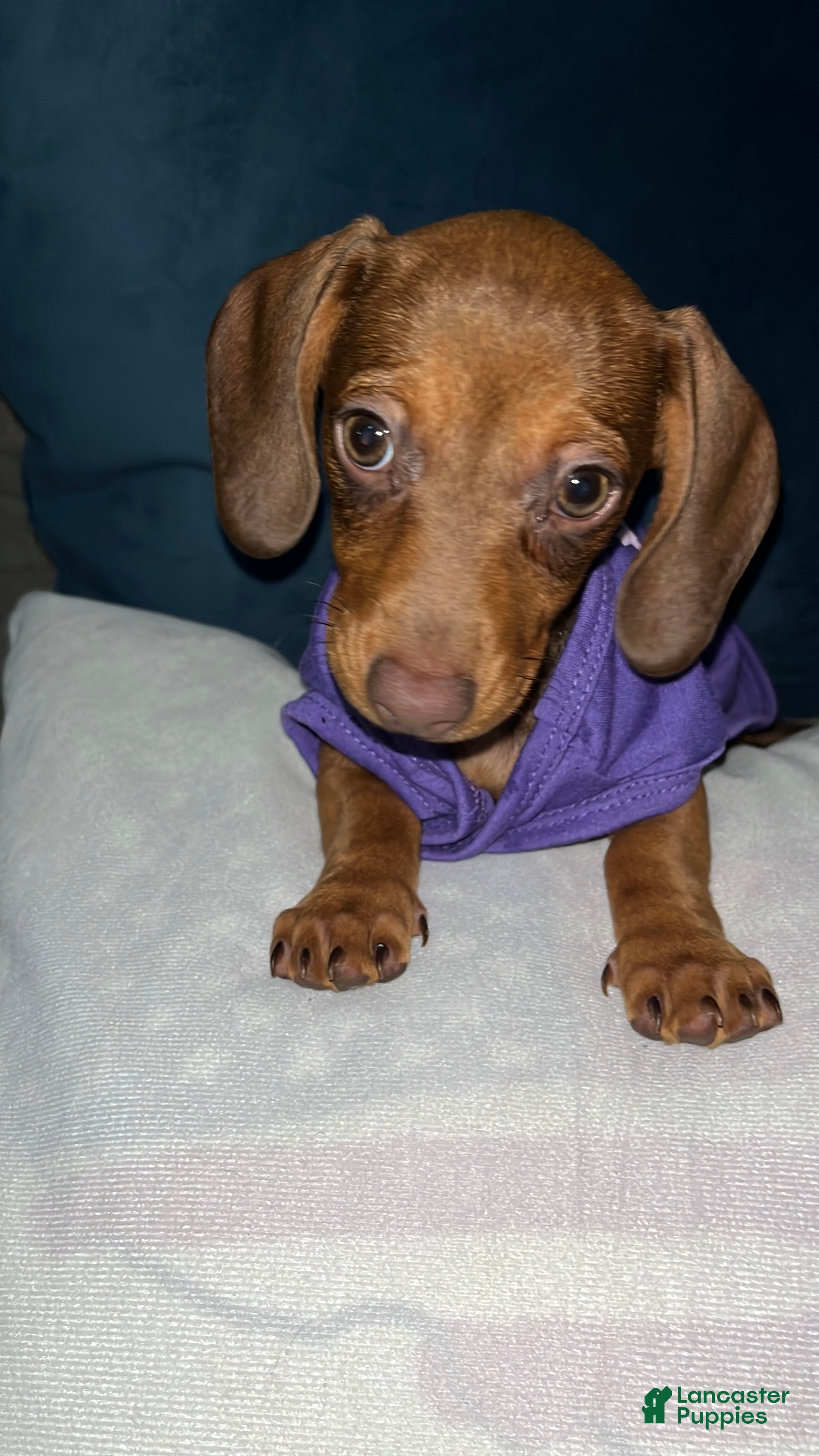 Dachshund dogs Dachshund Puppy 1 - Ad 5