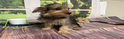 Yorkshire Terrier dogs for sale: Baxter - Ad 2