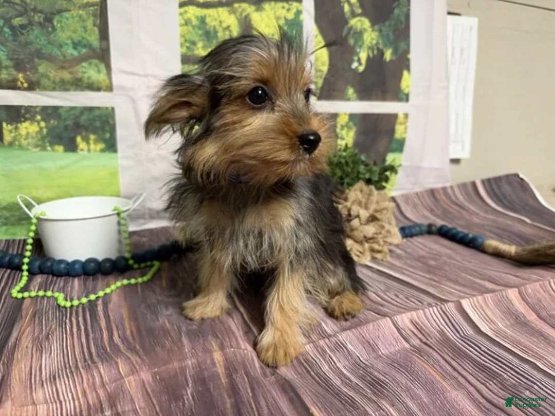 Yorkshire Terrier dogs for sale: Baxter - Ad 2