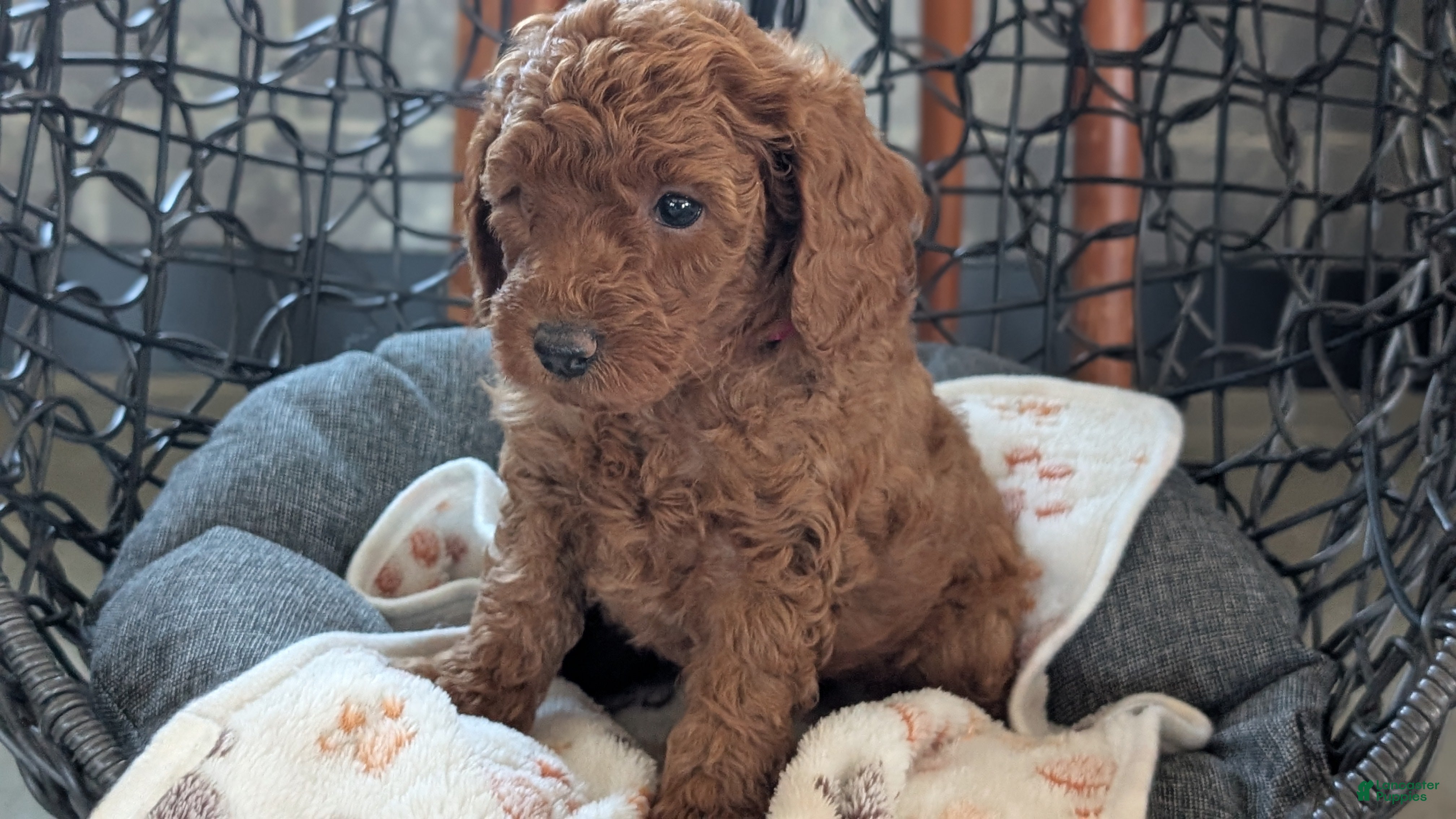 Toy Poodle dogs for sale: Wade - Ad 2