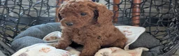 Toy Poodle dogs for sale: Wade - Ad 2