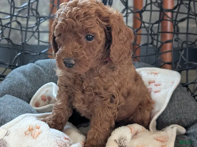 Toy Poodle dogs for sale: Wade - Ad 2