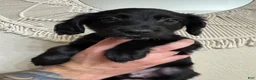 Mixed Breed dogs for sale: Green - Ad 1