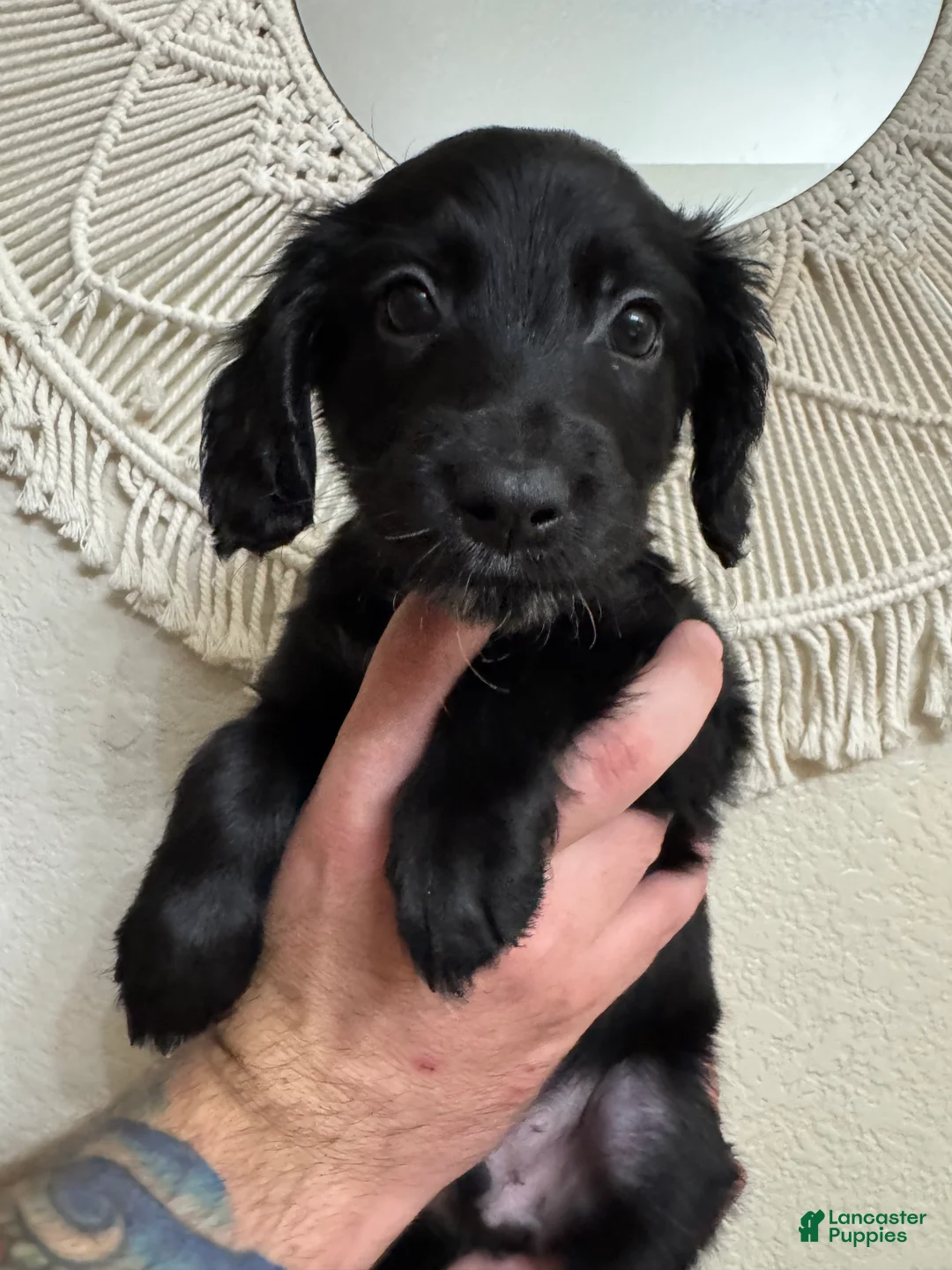 Mixed Breed dogs for sale: Green - Ad 1