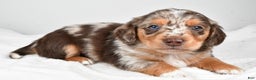 Miniature Dachshund dogs for sale: Charles - Ad 7