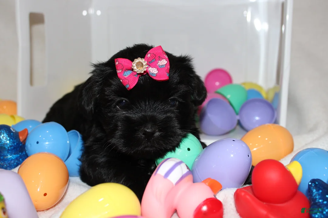 Shorkie dogs for sale: Hope  - Ad 2