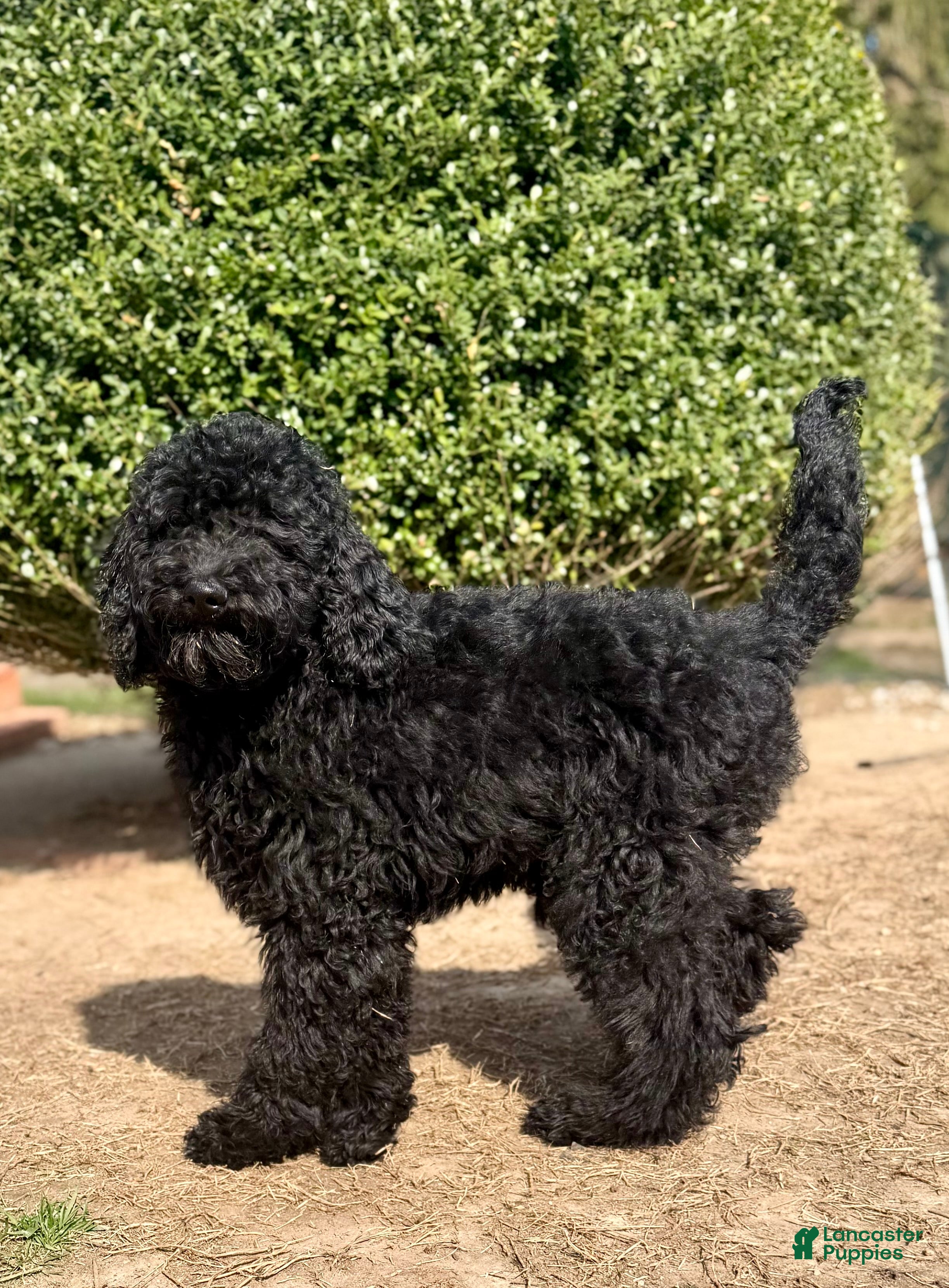 Standard Poodle dogs Standard Poodle Puppy 1 - Ad 2