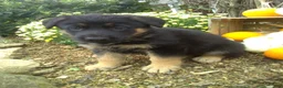 German Shepherd dogs for sale: Maverick - Ad 2