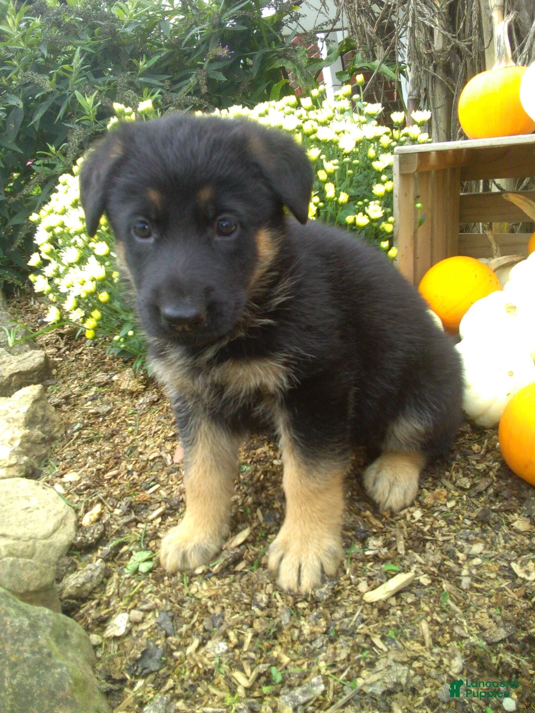 German Shepherd dogs for sale: Maverick - Ad 2