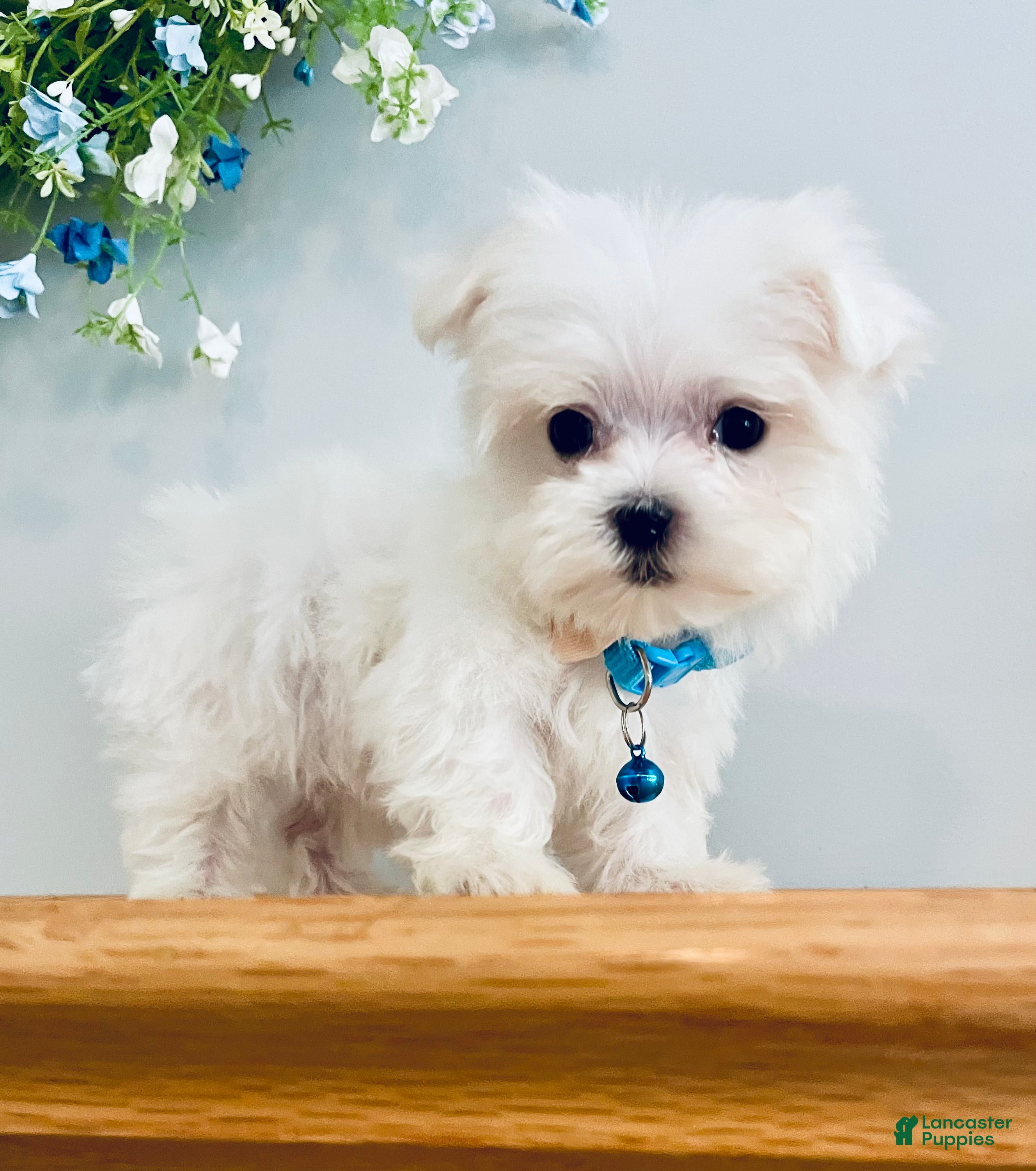Maltese dogs Teacup Jace - Ad 1