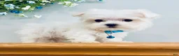Maltese dogs for sale: Teacup Jace - Ad 1