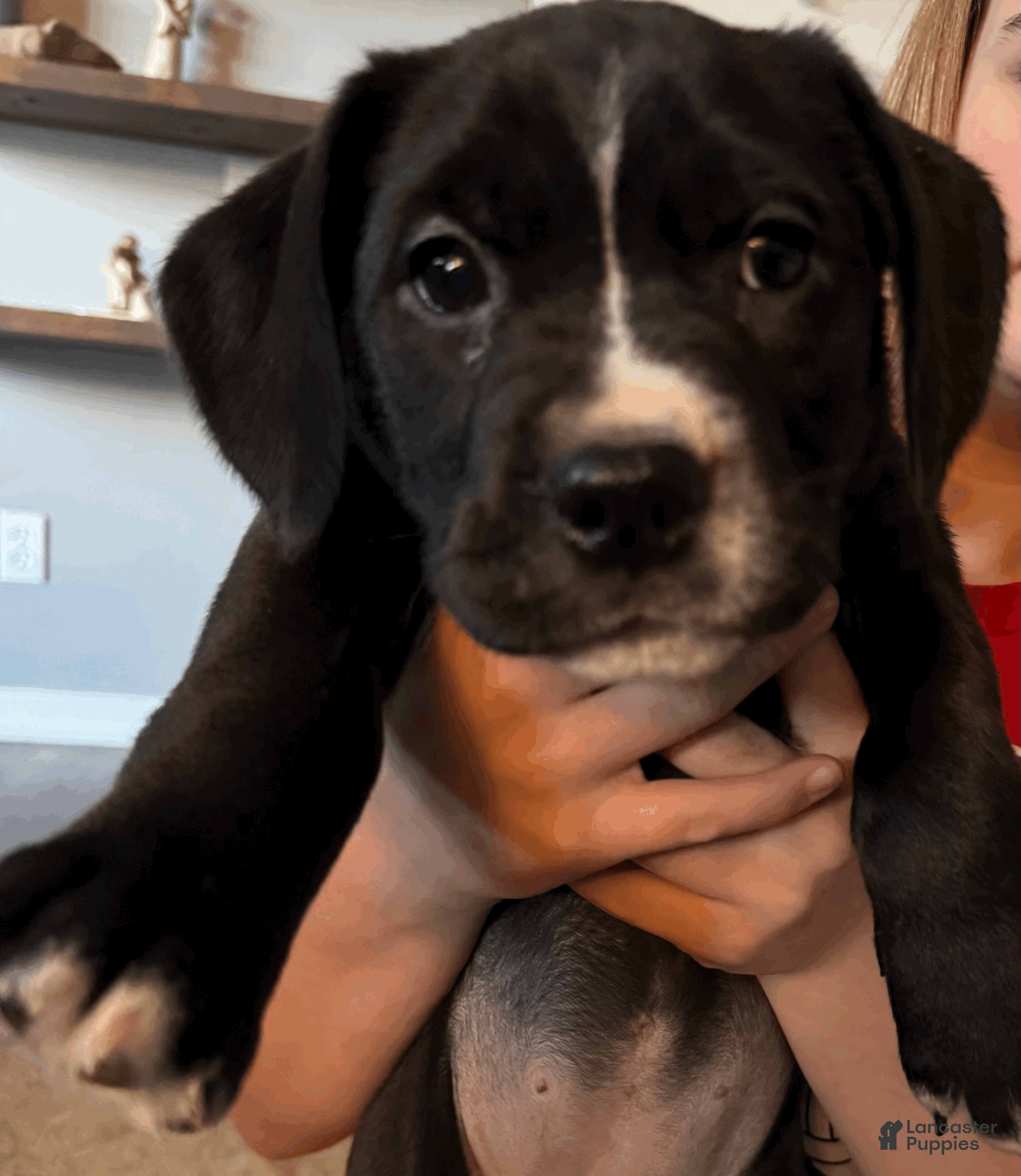 Mixed Breed dogs for sale: Green Collar Female - Ad 3