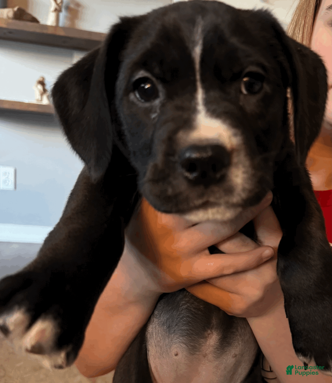 Mixed Breed dogs for sale: Green Collar Female - Ad 1