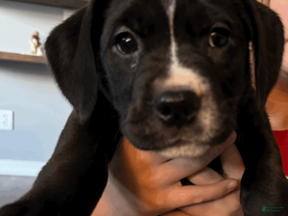 Mixed Breed dogs for sale: Green Collar Female - Ad 3