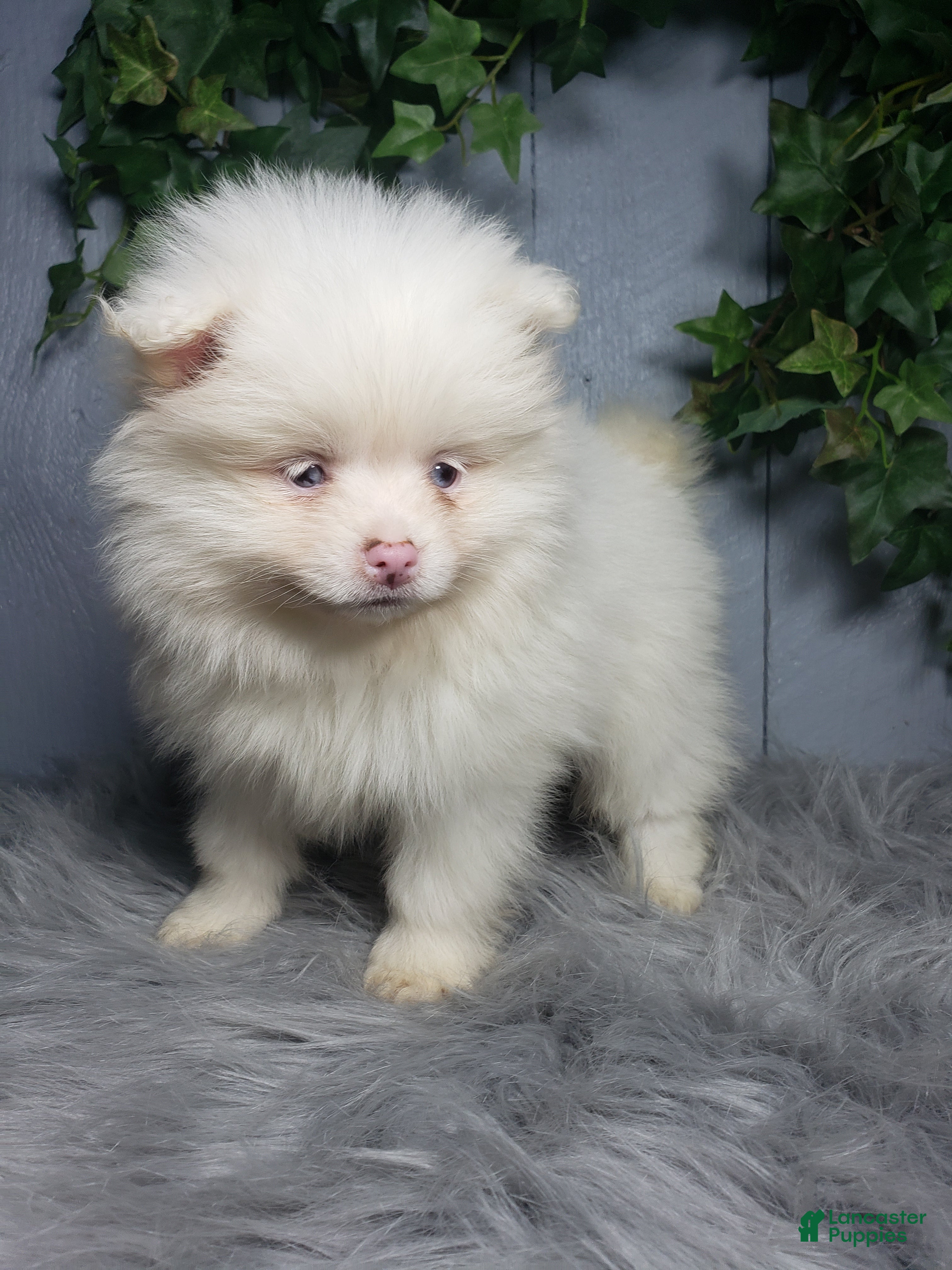Pomeranian dogs Ava  - Ad 31