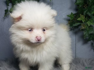 Pomeranian dogs Ava - Ad 31