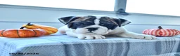 English Bulldog dogs for sale: Raven - Ad 3