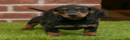Miniature Dachshund dogs for sale: Harry - Ad 1