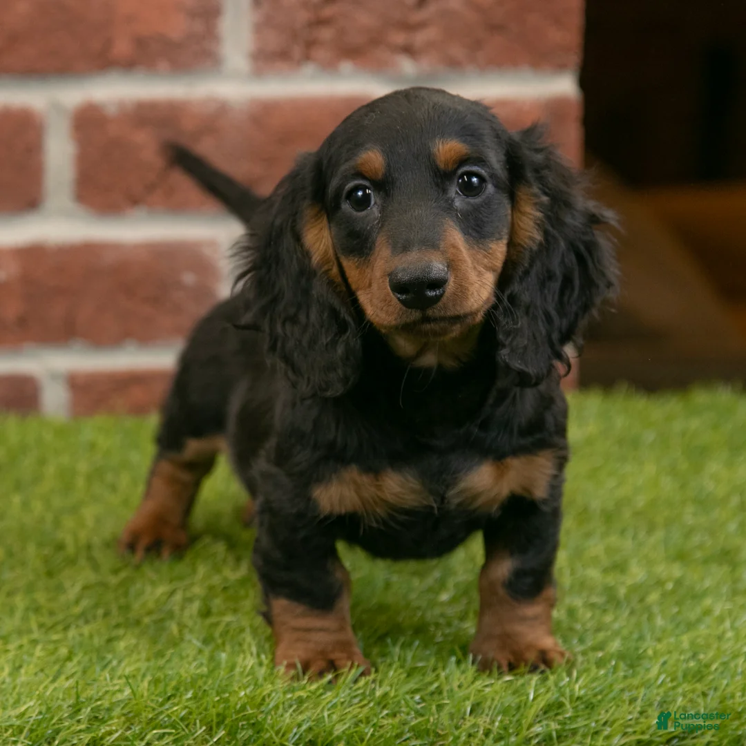 Miniature Dachshund dogs for sale: Harry - Ad 1