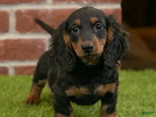 Miniature Dachshund dogs Harry - Ad 23