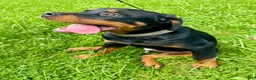 Rottweiler dogs for sale: Rottweiler 1 - Ad 3