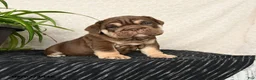 English Bulldog dogs for sale: Rayne - Ad 1