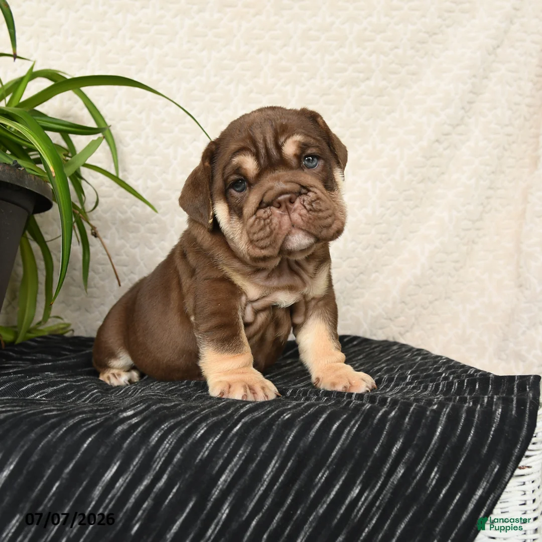 English Bulldog dogs for sale: Rayne - Ad 1