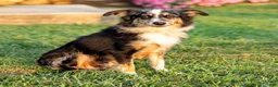 Miniature Australian Shepherd dogs for sale: Kore - Ad 5