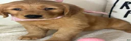 Golden Retriever dogs for sale: Sandy - Ad 4