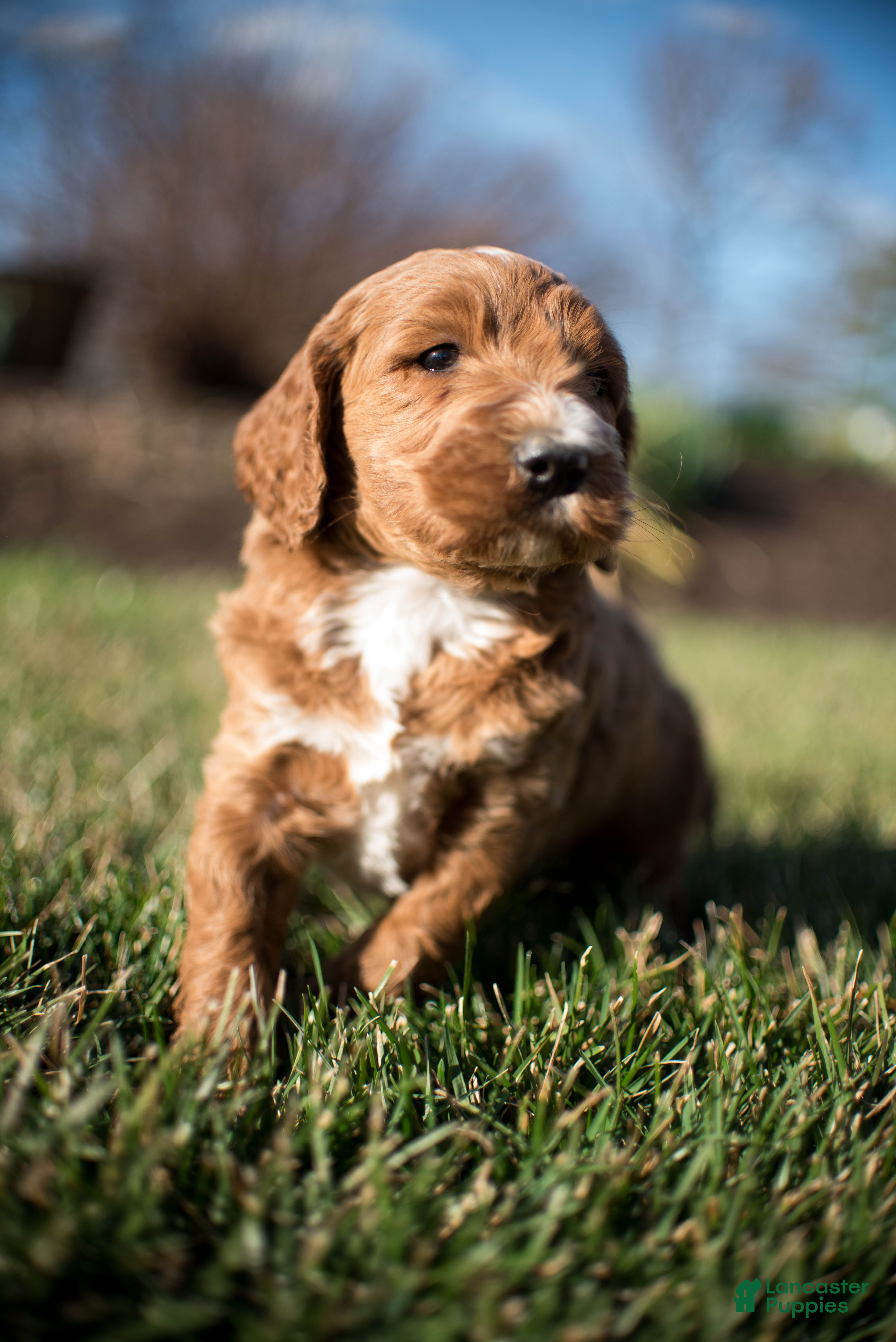 Goldendoodle dogs Biscuit - Ad 1