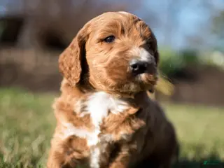 Goldendoodle dogs for sale: Biscuit - Ad 4