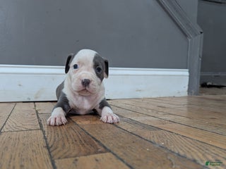 American Bully dogs - Ad 30