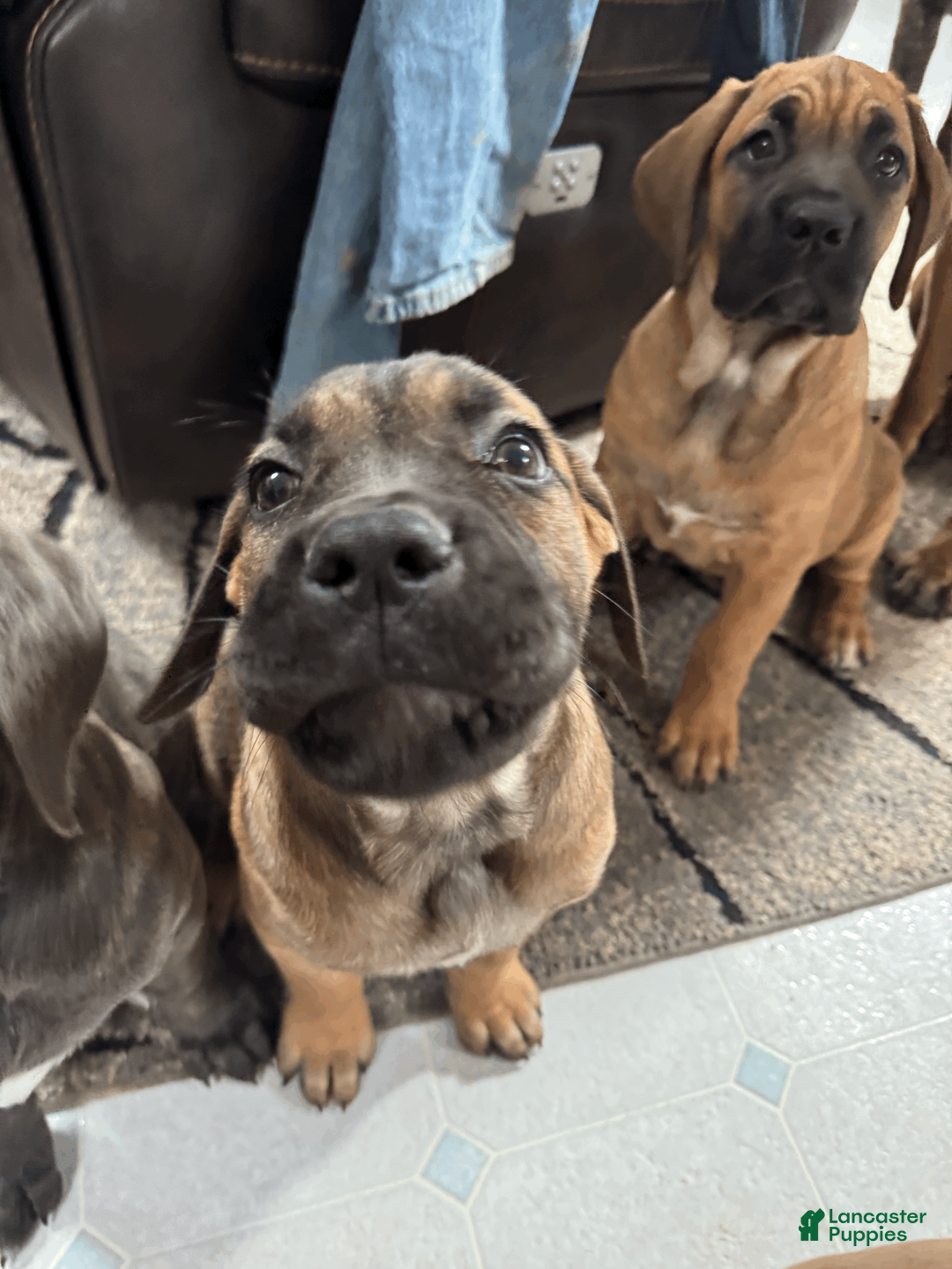 Cane Corso dogs for sale: Violet - purple girl - Ad 4