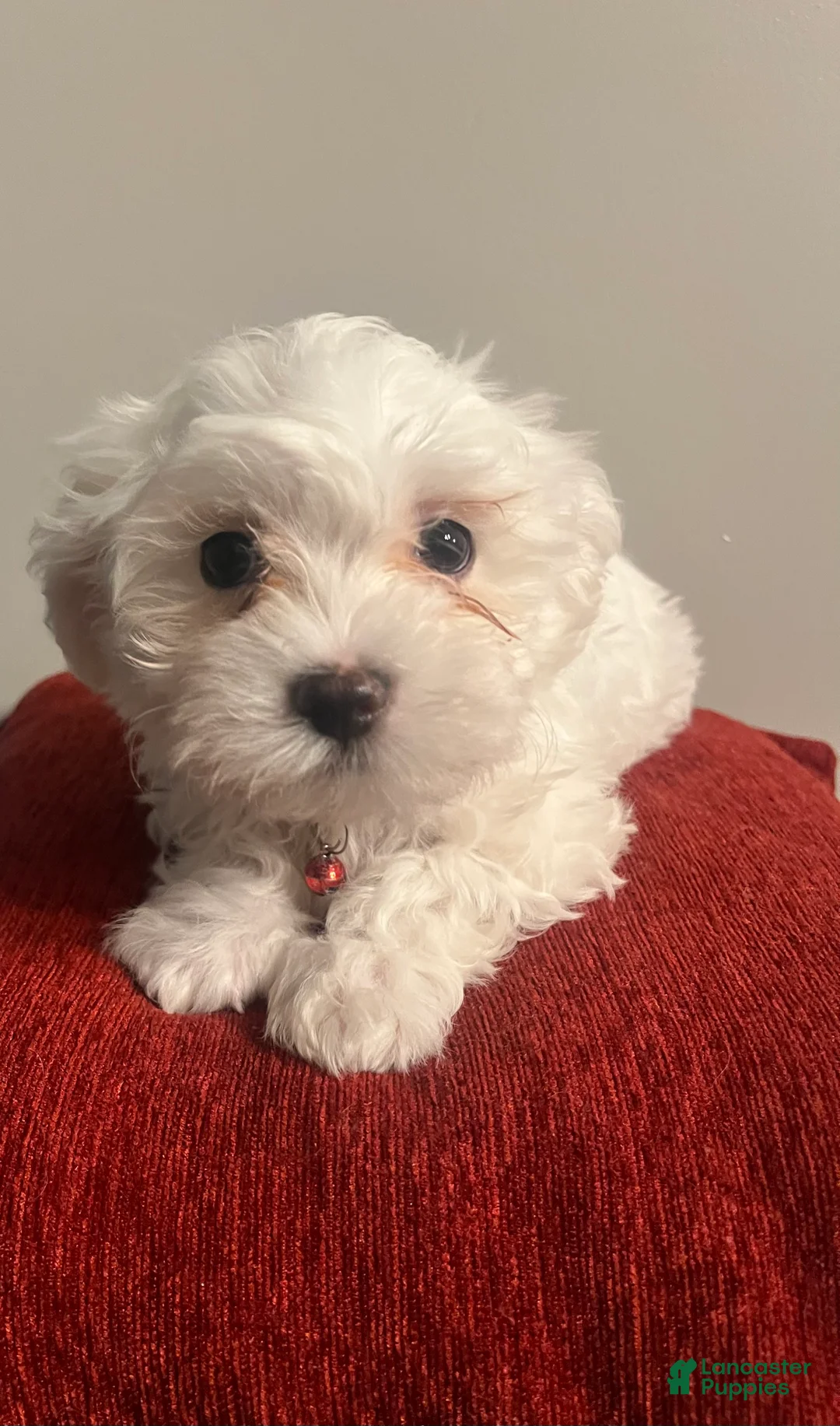 Mixed Breed dogs for sale: Mixed Breed Puppy 1 Cotton  - Ad 4