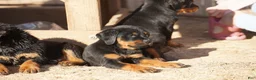 Rottweiler dogs for sale: Rottweiler F2 - Ad 12