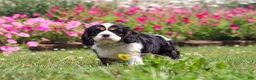 Cavalier King Charles Spaniel dogs for sale: Xander - Ad 5