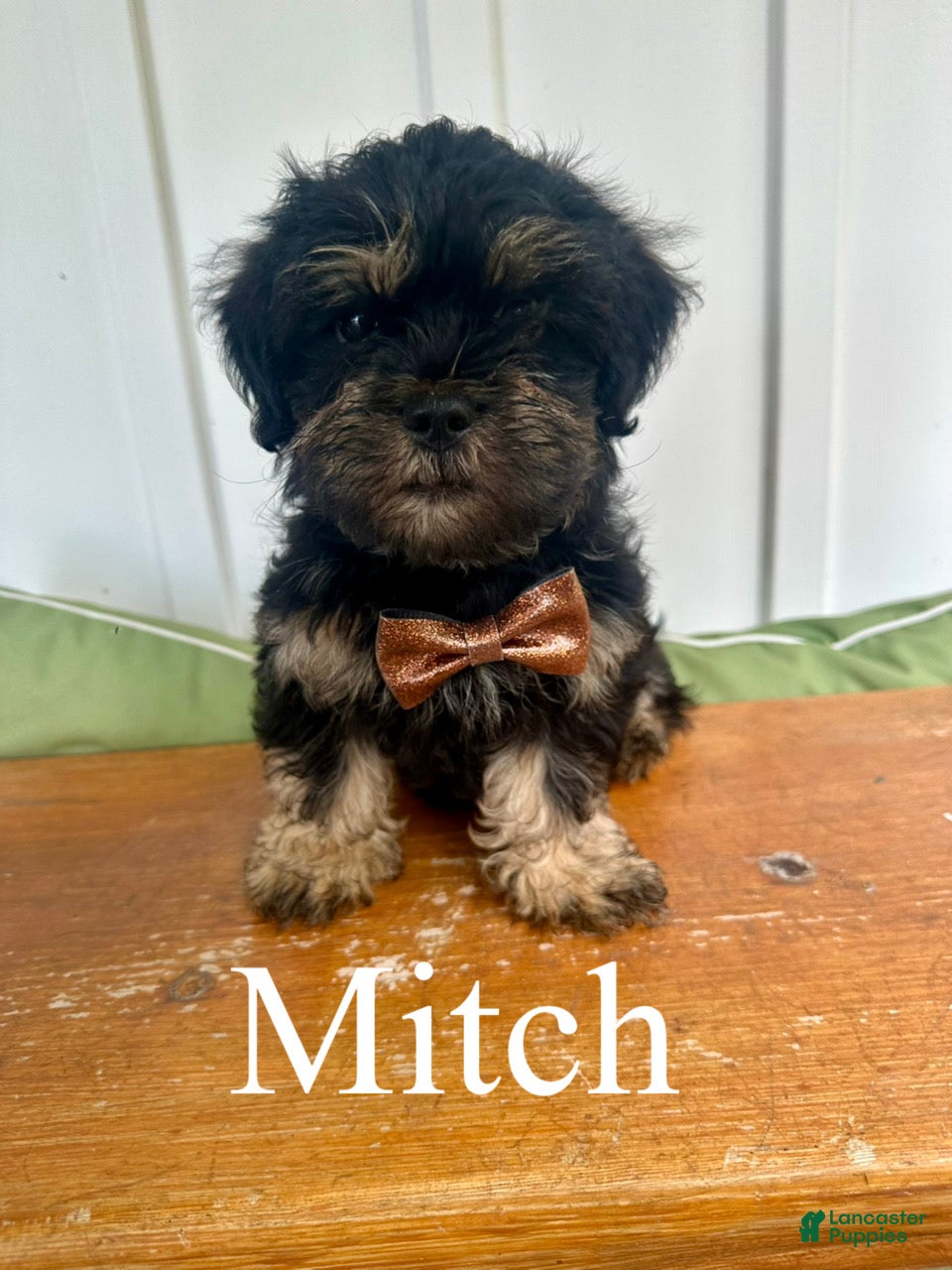 Mixed Breed dogs Mitch - Ad 1