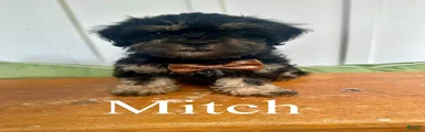 Mitch