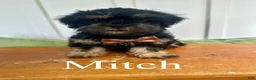 Mixed Breed dogs for sale: Mitch - Ad 1