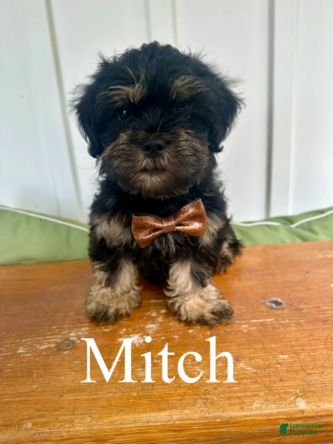 Mixed Breed dogs for sale: Mitch - Ad 1