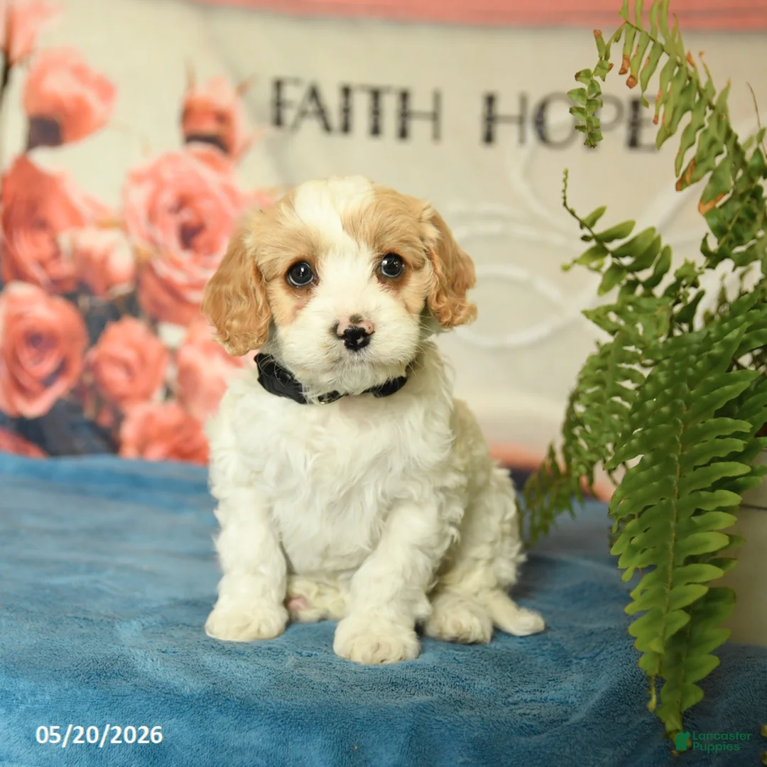 Cavapoo dogs for sale: Marcus - Ad 1