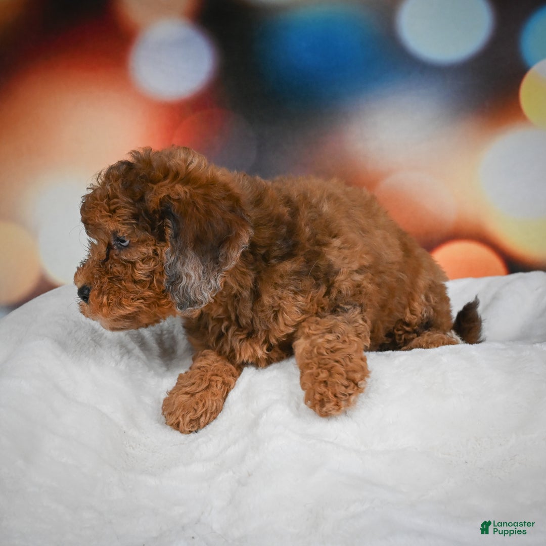 Mini Aussiedoodle dogs for sale: Annie - Ad 9