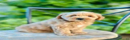 Mini Goldendoodle dogs for sale: Maisie - Ad 4