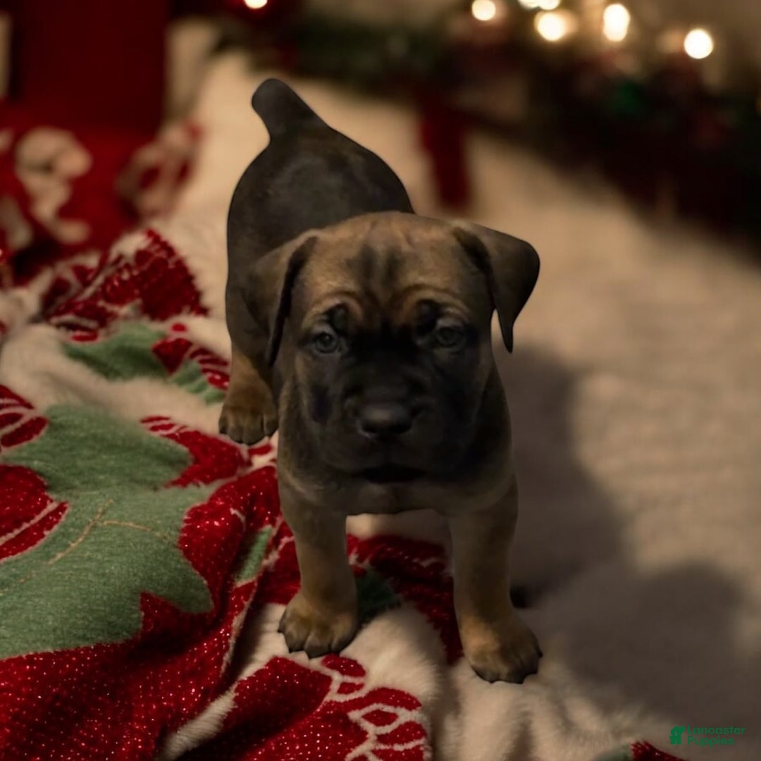 Cane Corso dogs for sale: Black - Ad 1