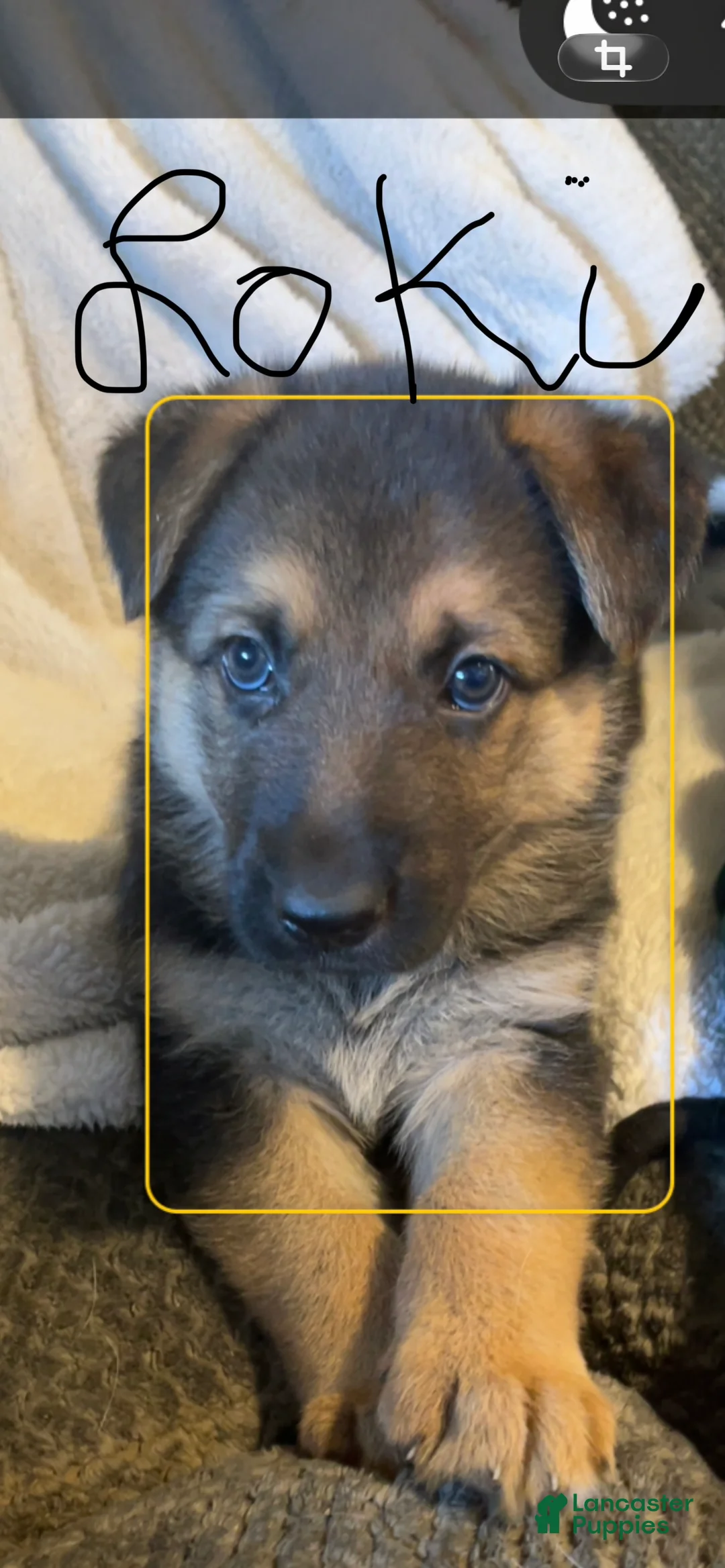 German Shepherd dogs for sale: Loki - Ad 1