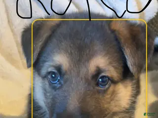 German Shepherd dogs Loki - Ad 39