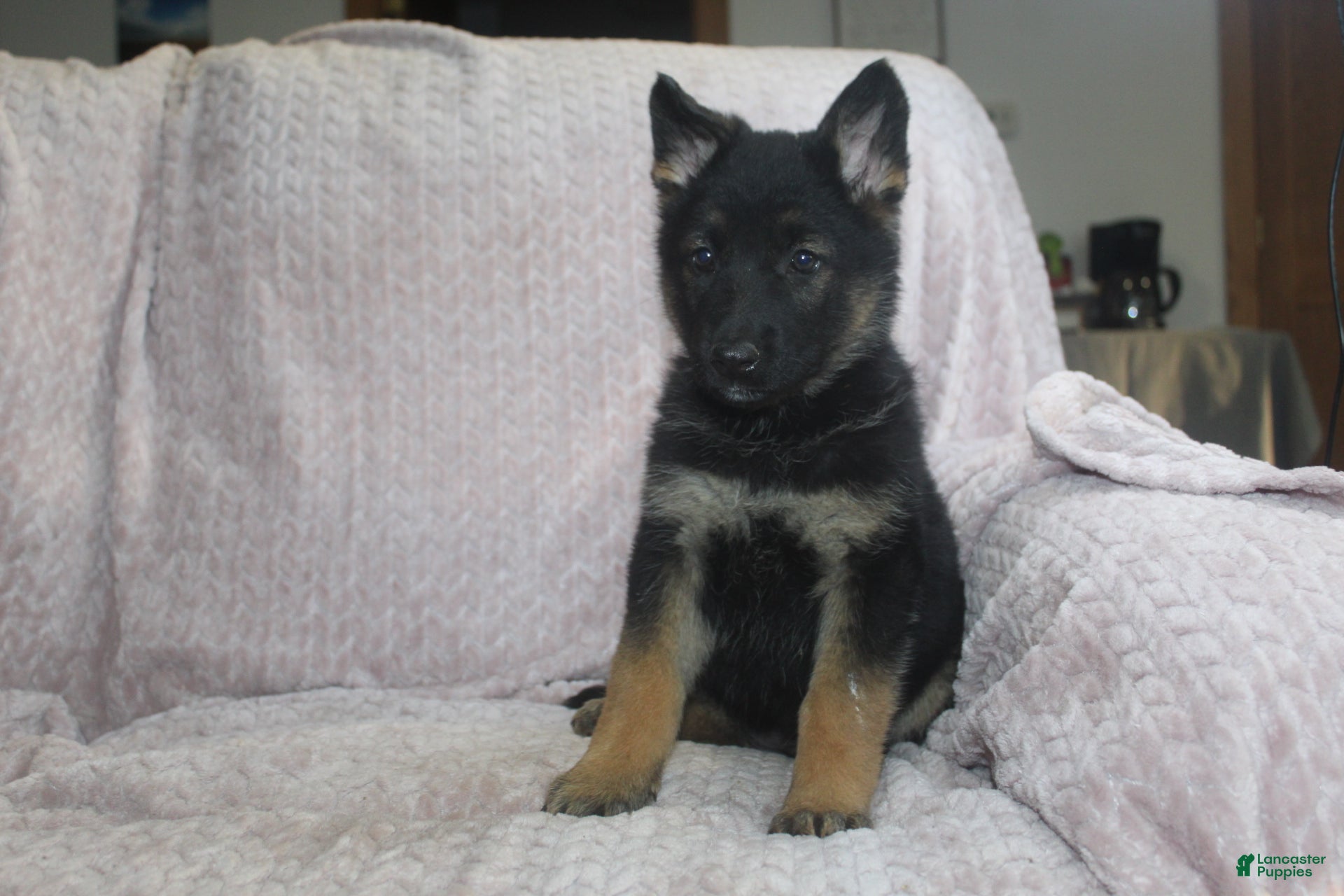 German Shepherd dogs Blaire - Ad 2