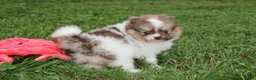 Pomeranian dogs for sale: Bentley  - Ad 5