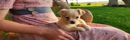 Chihuahua dogs for sale: Tyrell - Ad 4