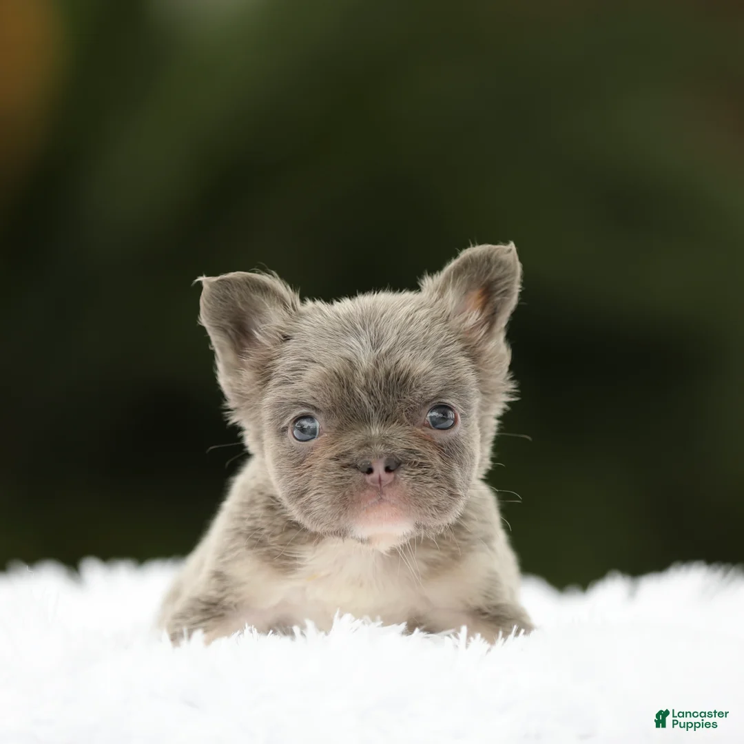 French Bulldog dogs for sale: French Bulldog Puppy 4 - Ad 2